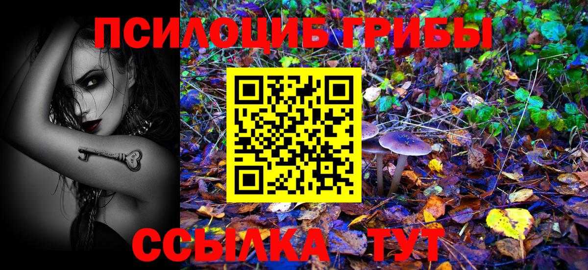 Галлюциногенные грибы Psilocybe  Ковров 